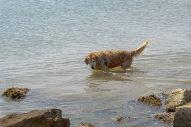 Denizdeki köpek kayaların yanındaki suda eğleniyor.