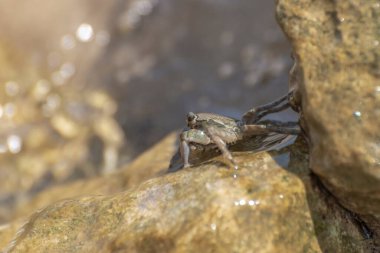 Kayalıklardaki Akdeniz yengecinin karakteristik bir örneği.