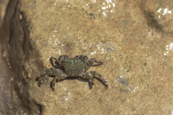 Karakteristiek Exemplaar Van Mediterrane Krab Rotsen — Stockfoto