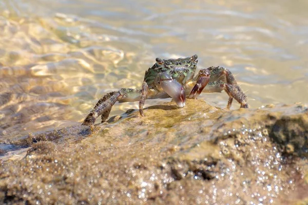 Espécimen Característico Cangrejo Mediterráneo Sobre Rocas — Foto de Stock