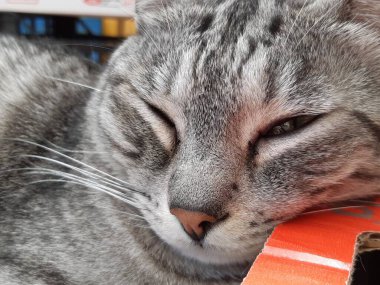 Çok uykucu bir kedinin yakın çekimi.