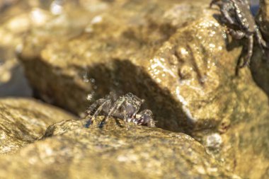 Kayaların üzerinde Akdeniz yengeçleri