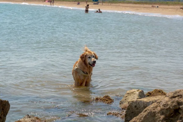 Hond Aan Zee Vermaakt Zich Het Water Bij Rotsen — Stockfoto