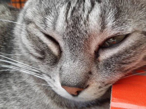 Close Dari Kucing Yang Sangat Mengantuk — Stok Foto