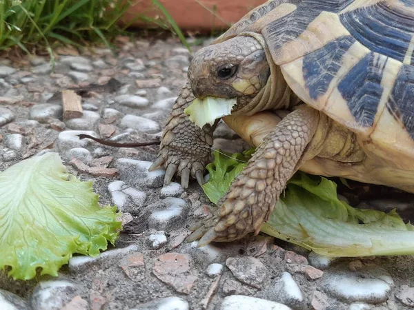 Tartaruga Doméstica Que Come Salada — Fotografia de Stock
