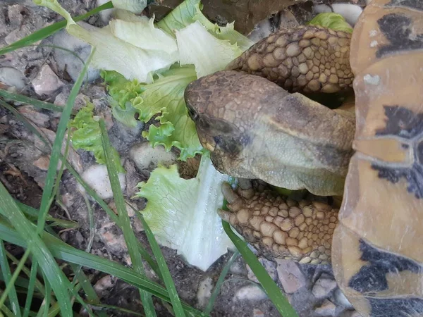 Tartaruga Doméstica Que Come Salada — Fotografia de Stock