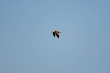 Yalnız martı gökyüzünde uçuyor