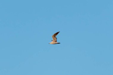 Yalnız martı gökyüzünde uçuyor