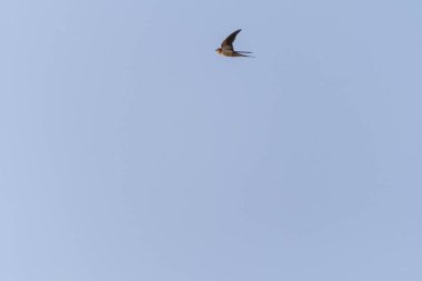 Gökyüzünde tek başına uçan kırlangıç