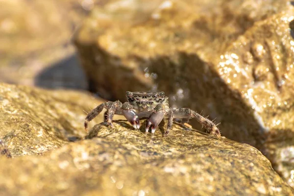 Spécimen Caractéristique Crabe Méditerranéen Sur Les Rochers — Photo