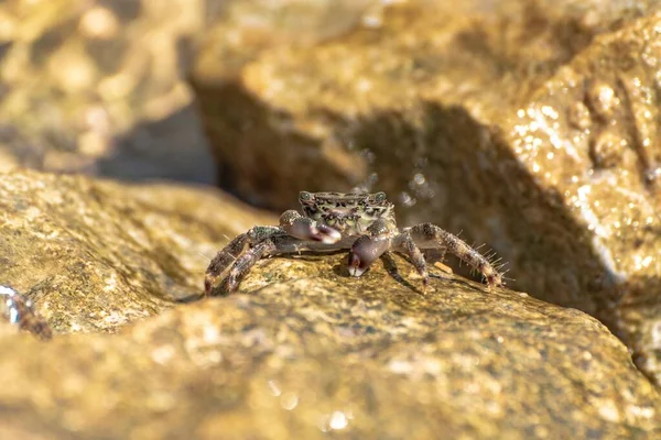 Spécimen Caractéristique Crabe Méditerranéen Sur Les Rochers — Photo