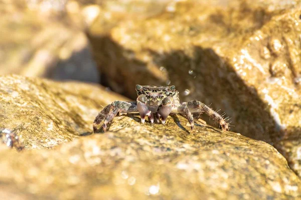 Spécimen Caractéristique Crabe Méditerranéen Sur Les Rochers — Photo