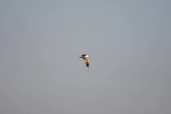 Lonely Seagull Flying High Sky — Stock Photo, Image