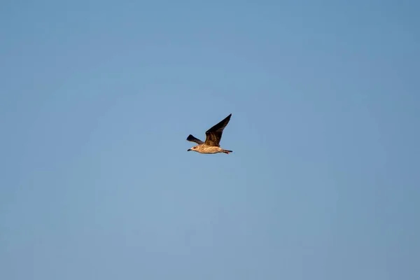 Mouette Solitaire Volant Haut Dans Ciel — Photo