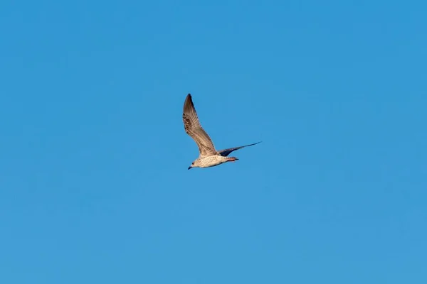 Mouette Solitaire Volant Haut Dans Ciel — Photo