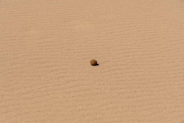 Egagropilo, kumdaki deniz topu.