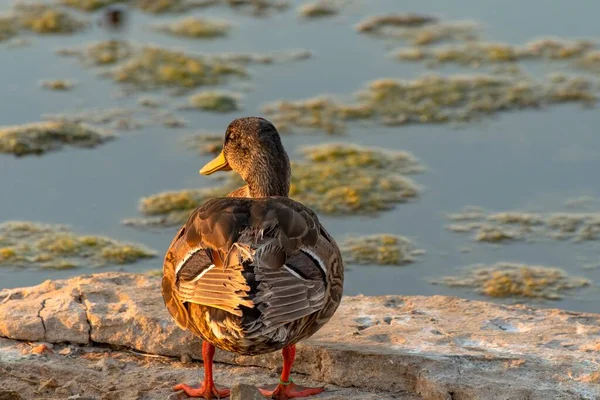 Espécime Pato Andando Uma Pequena Ilha Meio Lago — Fotografia de Stock