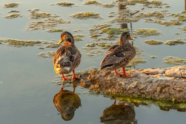 Espécimes Patos Caminhando Uma Pequena Ilha Meio Lago — Fotografia de Stock