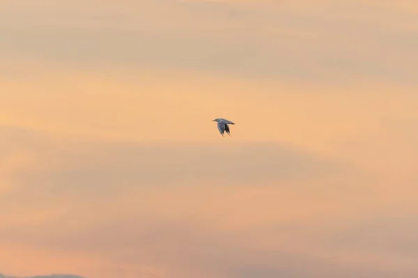 Lonely Seagull Flying High Sky — Stock Photo, Image