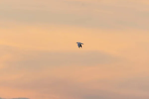 Osamělý Racek Letící Vysoko Obloze — Stock fotografie