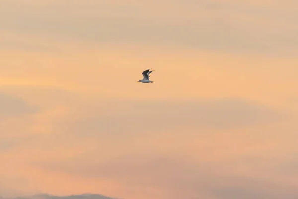 Osamělý Racek Letící Vysoko Obloze — Stock fotografie