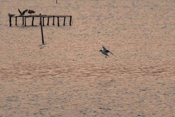 Gaivota Voando Enquanto Pesca Meio Lago — Fotografia de Stock