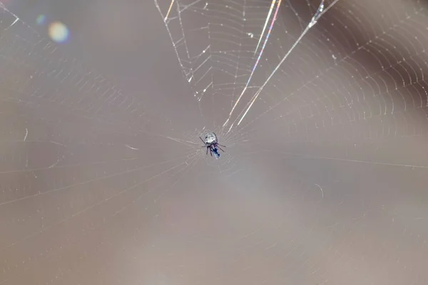 Αράχνη Θήραμα Παγιδευμένη Στον Ιστό Αράχνης — Φωτογραφία Αρχείου