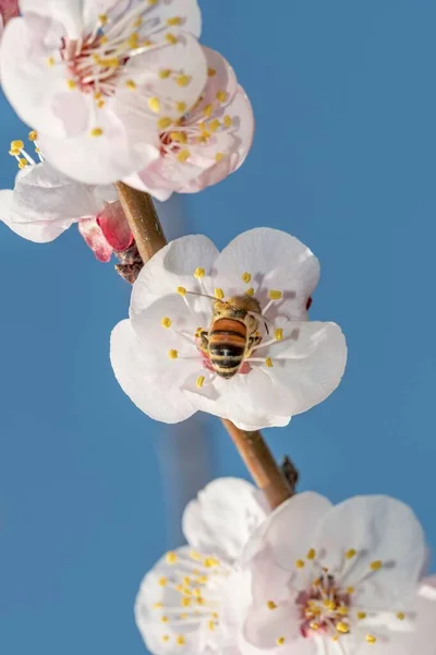 Bijen Voorgrond Abrikozenbloesem — Stockfoto