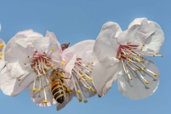 Бджола Передньому Плані Цвітіння Абрикосів — стокове фото