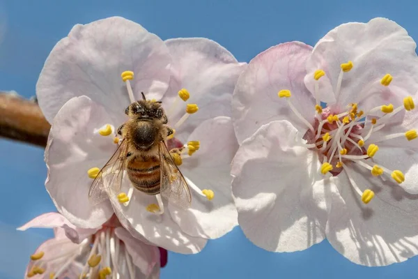 Arı Planda Kayısı Çiçeğinin Üzerinde — Stok fotoğraf