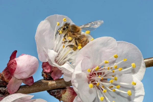 Abelha Primeiro Plano Flor Damasco — Fotografia de Stock