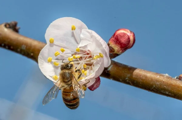 Biene Vordergrund Auf Aprikosenblüte — Stockfoto