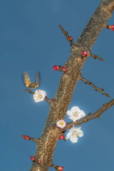 Szfinx Kolibri Sárgabarackvirágon — Stock Fotó