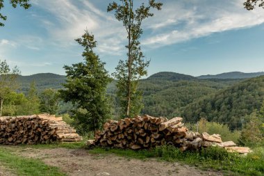 Ağaçlık yolda dizilmiş sandık yığınları