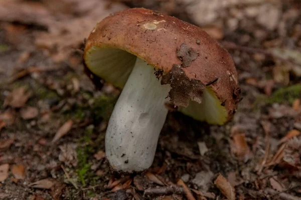 Primo Piano Fungo Terra Mezzo Alla Foresta — Foto Stock