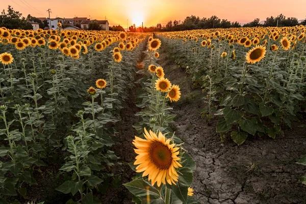 Piękne Pole Słonecznika Zachodzie Słońca Toskańskiej Wsi — Zdjęcie stockowe