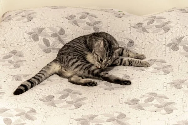집고양이 침대에서 몸치장을 — 스톡 사진