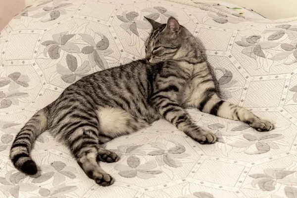 집고양이 침대에서 몸치장을 — 스톡 사진