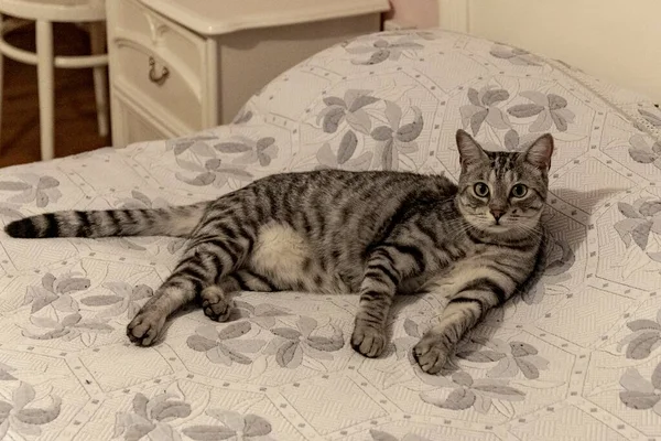 Cat Relaxed Bed Home — Stock Photo, Image