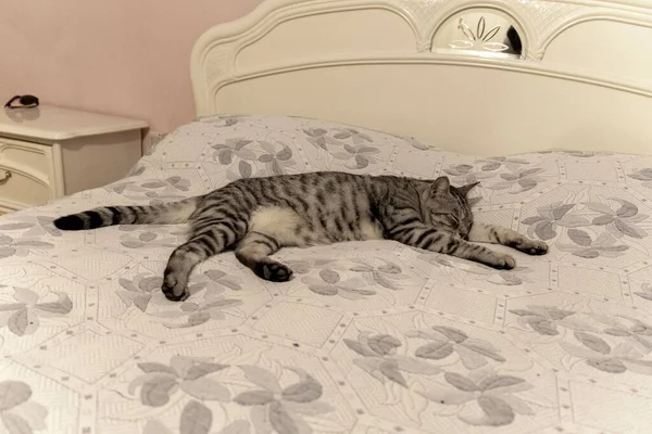 Domestic Cat Sleeps Comfortably Big Bed Home — Stock Photo, Image