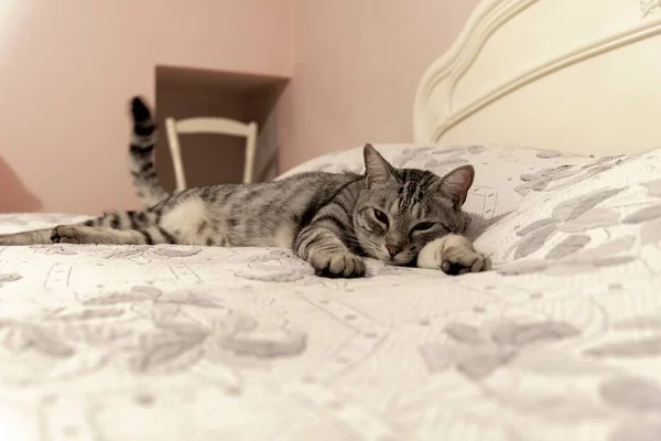 Kedi Evdeki Yatakta Rahatladı — Stok fotoğraf