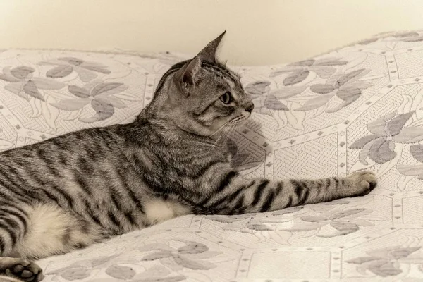 Katt Avslappnad Sängen Hemma — Stockfoto