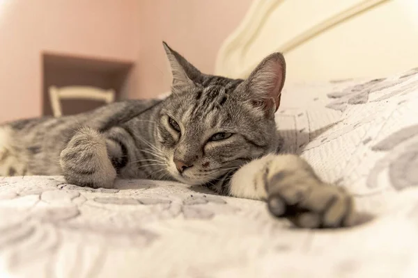 Domácí Kočka Spí Pohodlně Velké Posteli Doma — Stock fotografie