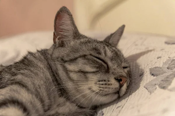 Κατοικίδια Γάτα Κοιμάται Άνετα Στο Μεγάλο Κρεβάτι Στο Σπίτι — Φωτογραφία Αρχείου
