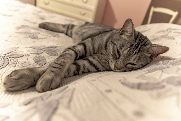 Domácí Kočka Spí Pohodlně Velké Posteli Doma — Stock fotografie