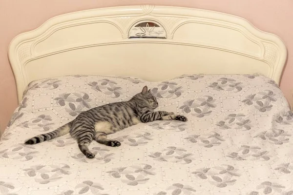 家庭用猫は家の大きなベッドで快適に眠る — ストック写真