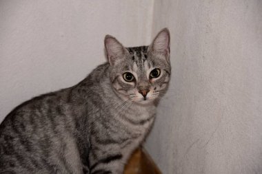 Şirin, meraklı bir evcil kedinin yakın plan portresi.