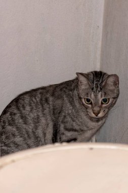 Şirin, meraklı bir evcil kedinin yakın plan portresi.