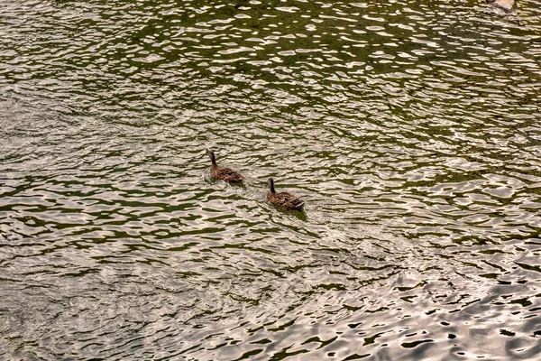 Patos Nadando Meio Rio — Fotografia de Stock