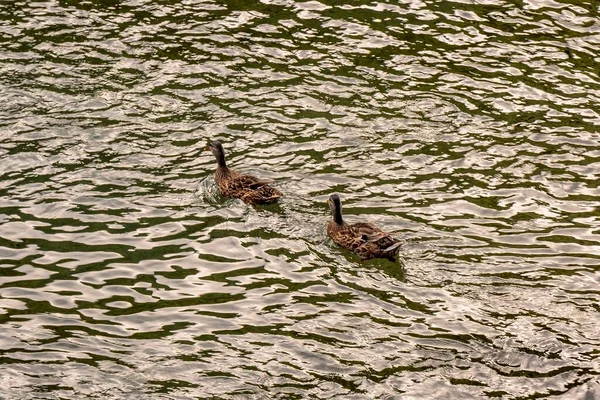Patos Nadando Meio Rio — Fotografia de Stock
